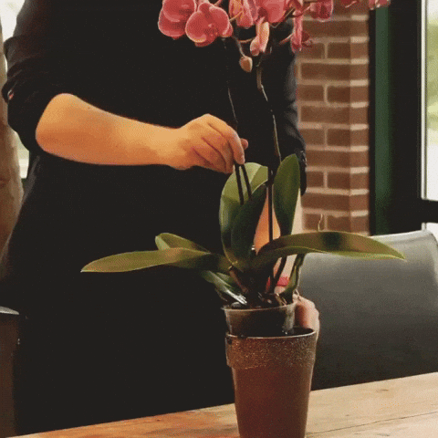 levoplant plant orchid orchidee watering plant GIF