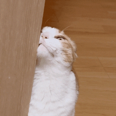 Cat GIF