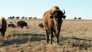 The Nature Conservancy Camera GIF by PBS Digital Studios