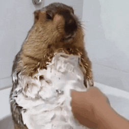 dr_marmot_ animal wash bathtime marmot GIF