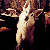 Nymeria Gifs Get The Best Gif On Giphy