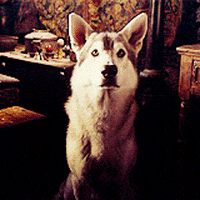 Nymeria Gifs Get The Best Gif On Giphy