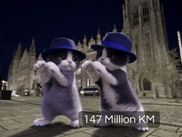 Dance Cats GIF