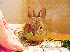 królik jedzący GIF