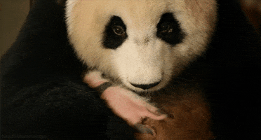 giant panda bear GIF by Head Like an Orange