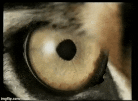 Cat GIF