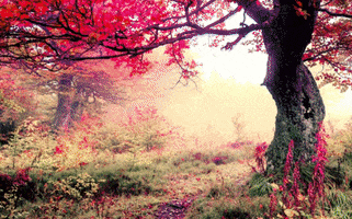 Natura GIF