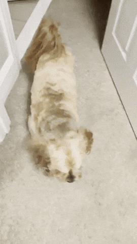Dog Simba GIF