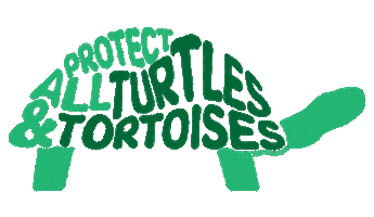 Turtles Sticker by World Turtle Day