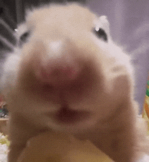 Cat Meme GIF