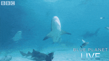 bbc one oceans GIF by BBC