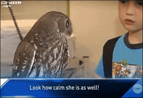 Owl Freaking Out GIF