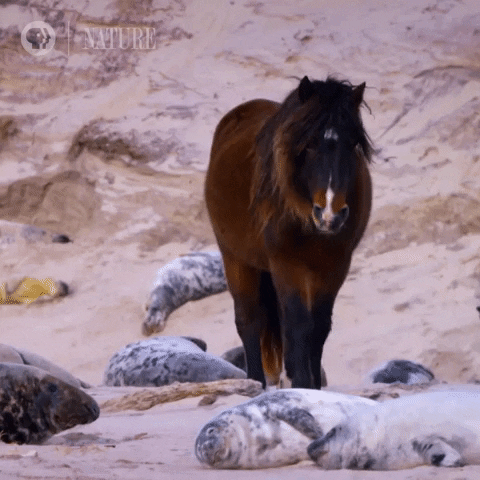 Wild Horse Beach GIF by Nature on PBS - Find & Share on GIPHY