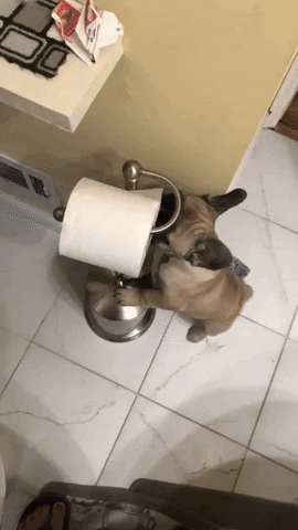French Bulldog Cremy Ma GIF by namslam - Find & Share on GIPHY