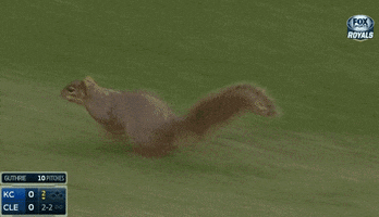 squirrel GIF by SB Nation