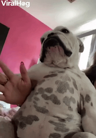Willow The Bulldog Loves Belly Pats GIF by ViralHog