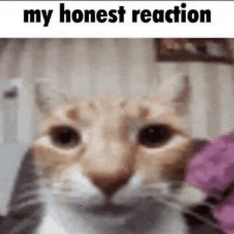 Cat Car GIF