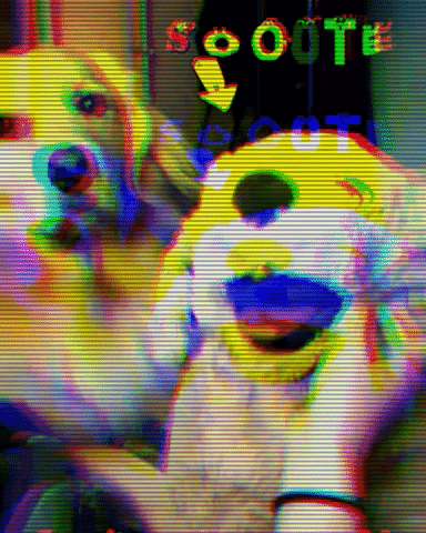 Dog GIF