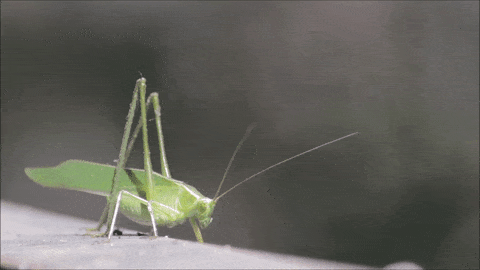 Grasshopper GIFs - Find & Share on GIPHY