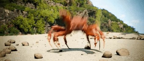 Crabs Crab Rave GIF