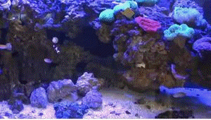 poisson tortue aquarium hippocampe, fond , adorno , deco , contexte ,  colors , colores , fish , couleurs , decor , background , ink , fondo ,  imagen , fractal ,