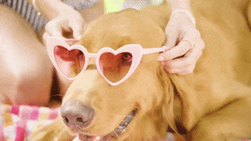 golden retriever summer GIF by 6IXTY8IGHT