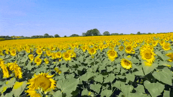 xyngular reviews sunflowers GIF by Xyngular
