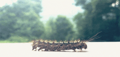 Bug Caterpillar GIF