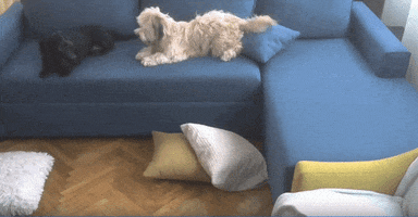 Dogs Playing GIF