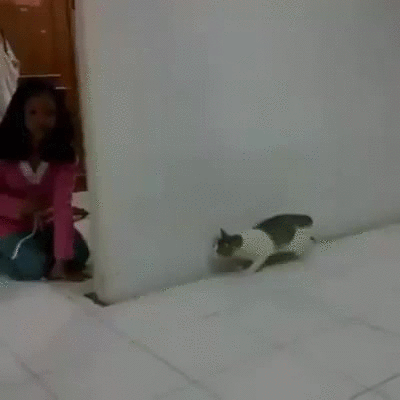 Cat Playing Gif Find Share On Giphy