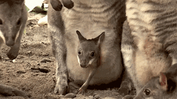 time kangaroo GIF