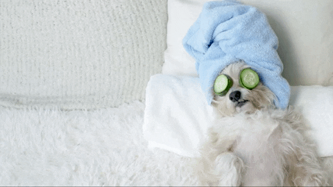 Puppy Chilling GIF by evite - Find & Share on GIPHY