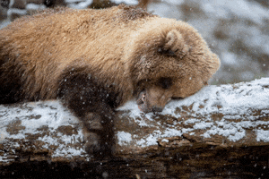 Snow Day GIF by Woodland Park Zoo