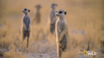 Meerkat GIFs - Find & Share on GIPHY