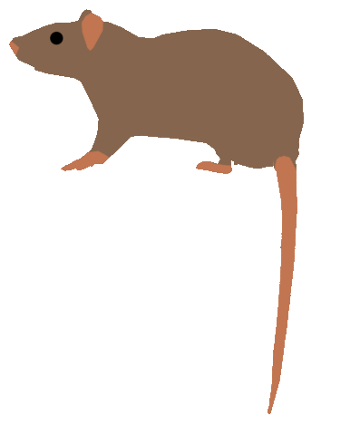 rat STICKER