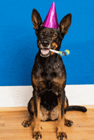 party animal dog GIF by sparwelt.de