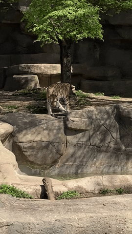 Cats GIF by Brookfield Zoo Chicago