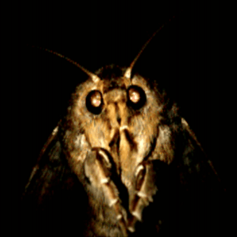 Salute Moth GIF by CUPRA_DE