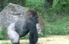 https://media2.giphy.com/media/2jpShDhG65nZC/giphy.gif