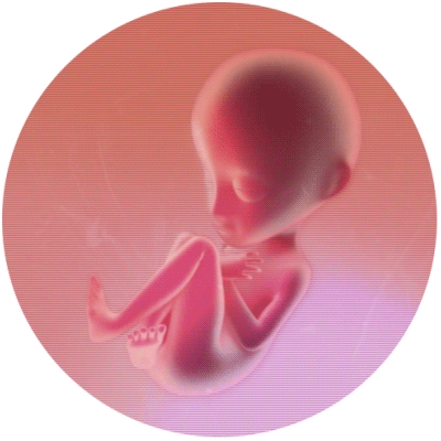 Fetus GIFs - Get the best GIF on GIPHY