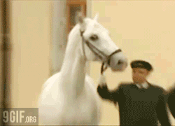 Horse Reaction GIF - Find & Share on GIPHY