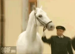 Horse Reaction GIF