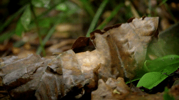 Rusty Spotted Cat GIF