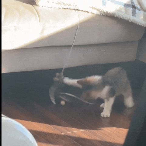 Cat GIF