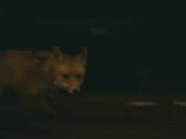 Fox; Zorro; Massive GIF