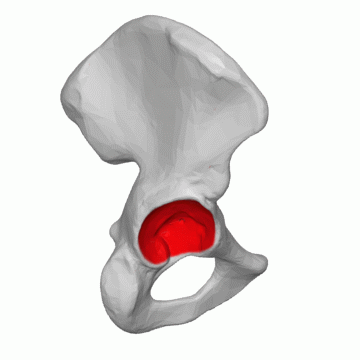 hip
