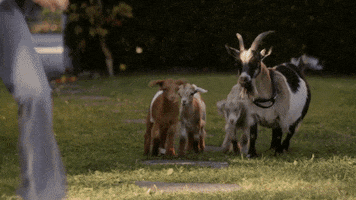 lacey chabert goats GIF by Hallmark Channel