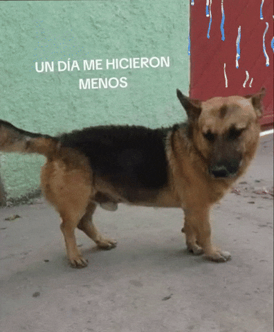 Kkk GIF