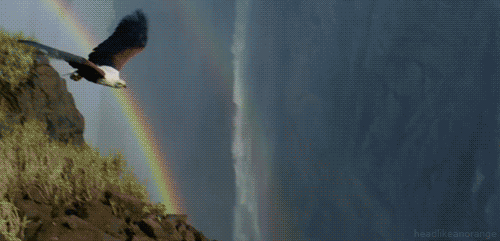 Fish Eagle GIFs - Get the best GIF on GIPHY