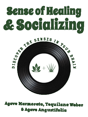 Mexico Socializing Sticker by Santa Sabia Media